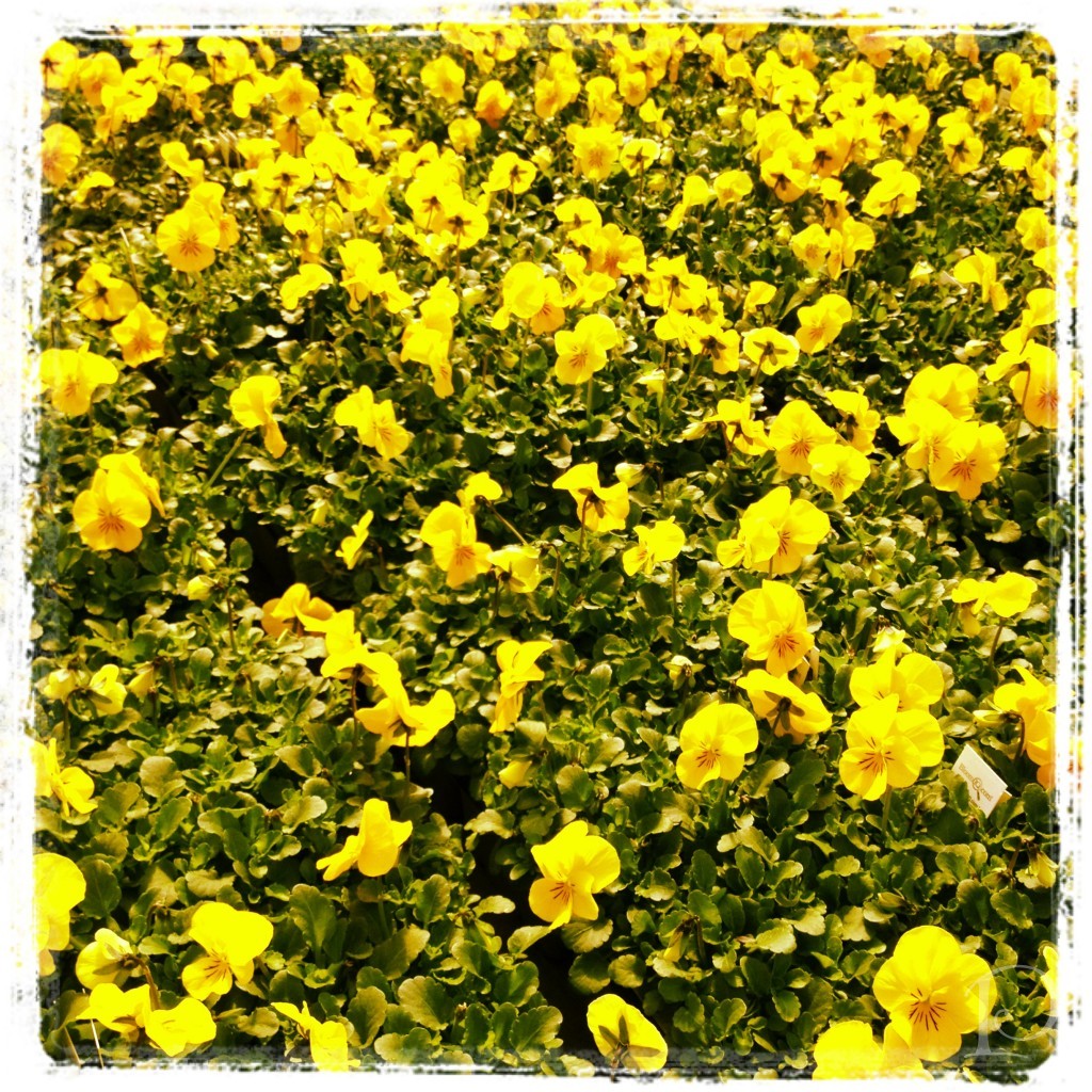 yellow pansies early spring