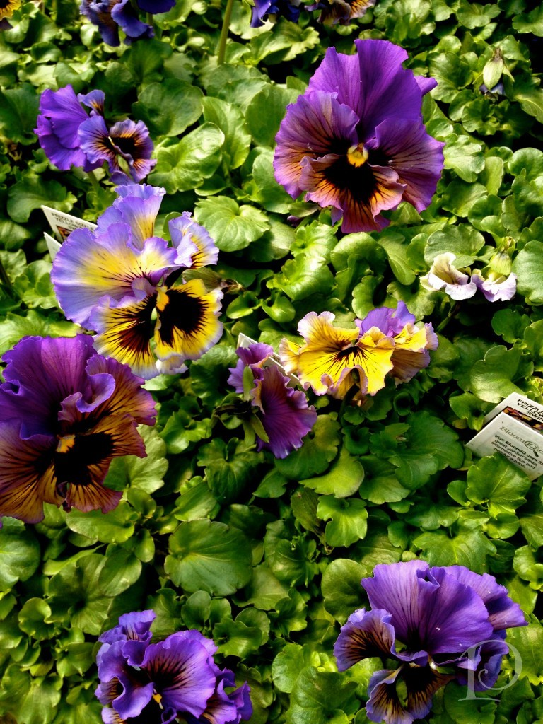 Purple Yellow Pansies