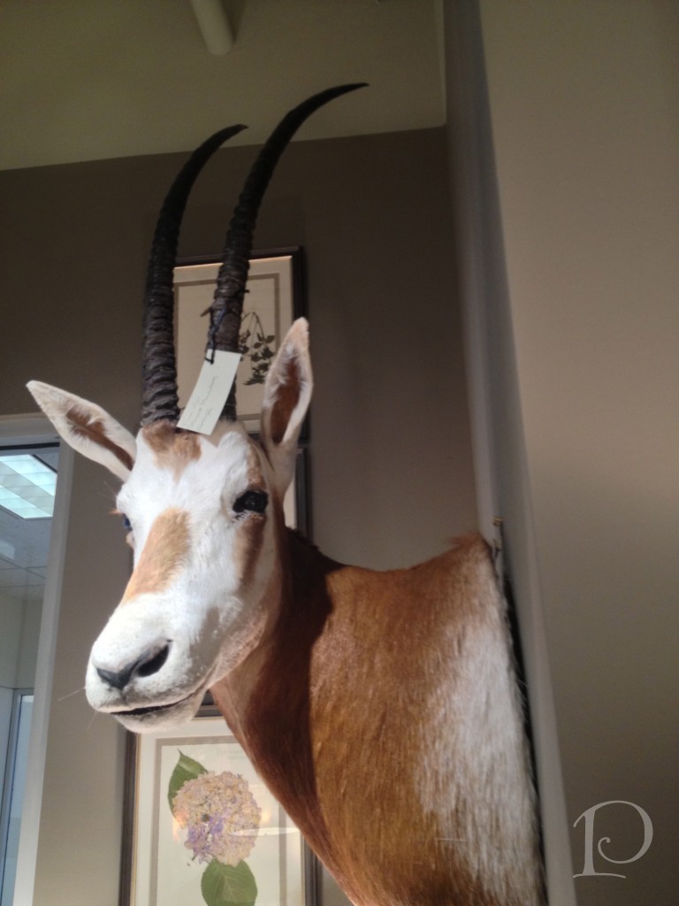 Furn & Co goat head