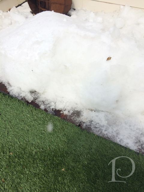 Grass meets snow ~ this is what happens when you have a party in March in New England!