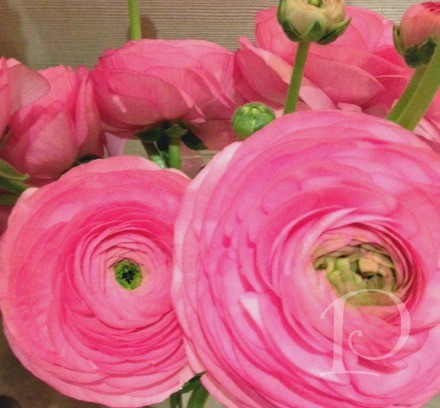 pink ranunculus