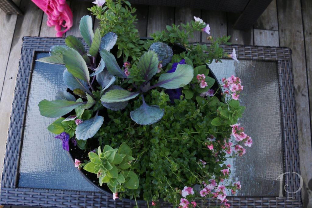 container garden with flowers lettuce and cabbage