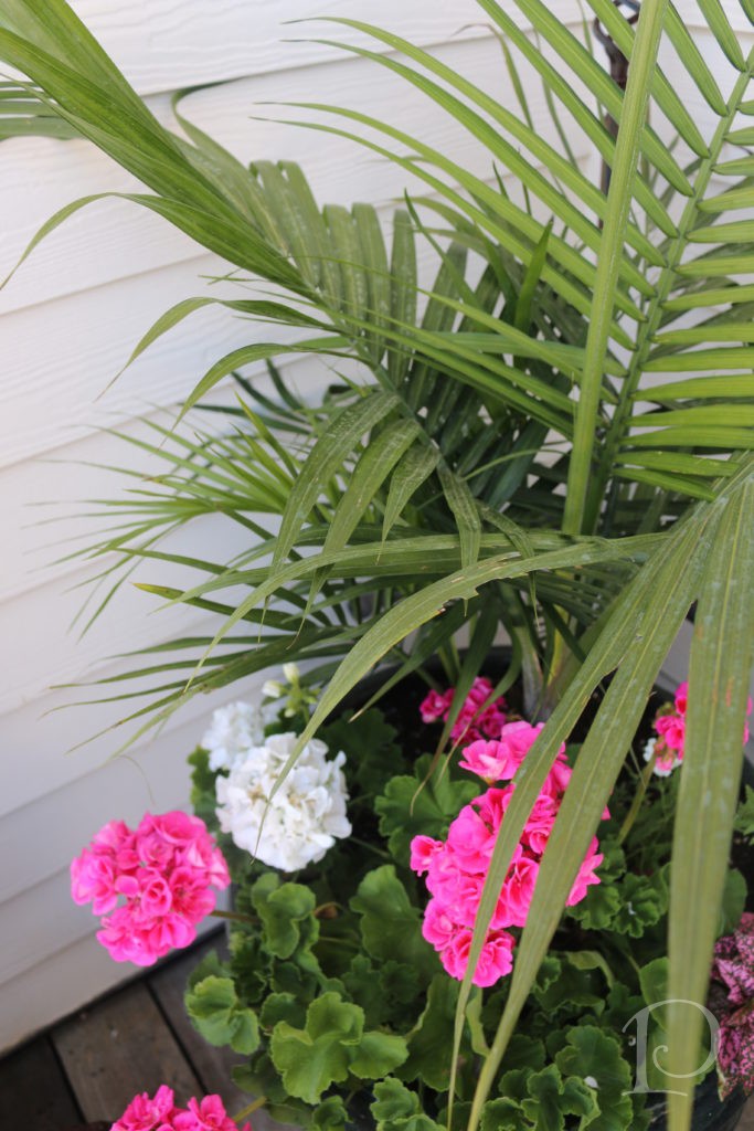 pink white geranium tropical foliage container garden